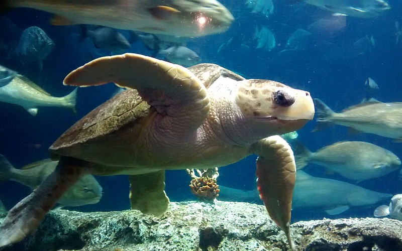 State Turtle HISTORY: Loggerhead turtle, state reptile – Statehouse Report
