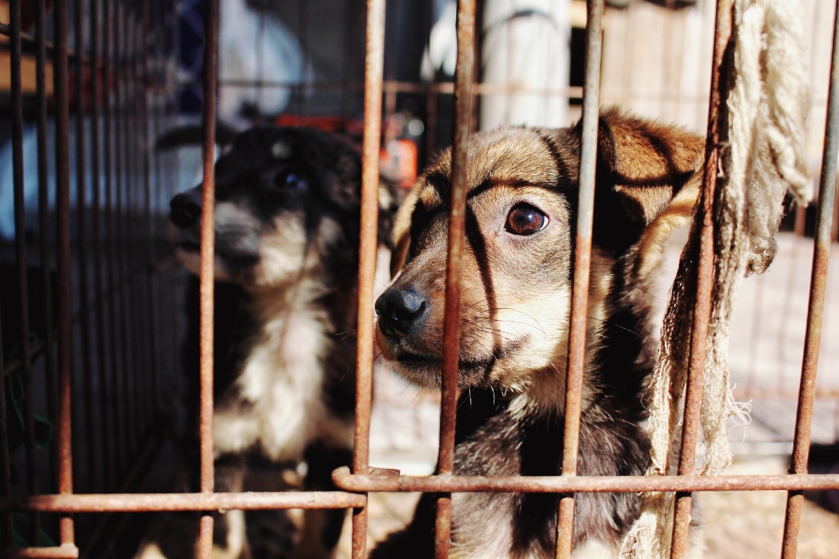 BIG STORY: State should toughen animal protection laws, advocates say – Statehouse Report BIG STORY: State should toughen animal protection laws, advocates say – Statehouse Report